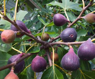 figs brown turkey ripening on branches in summer