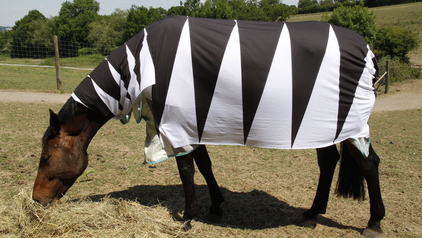 How the zebra got his stripes research
