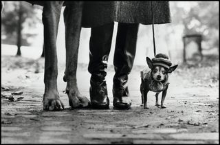 photograph of tall and small dog