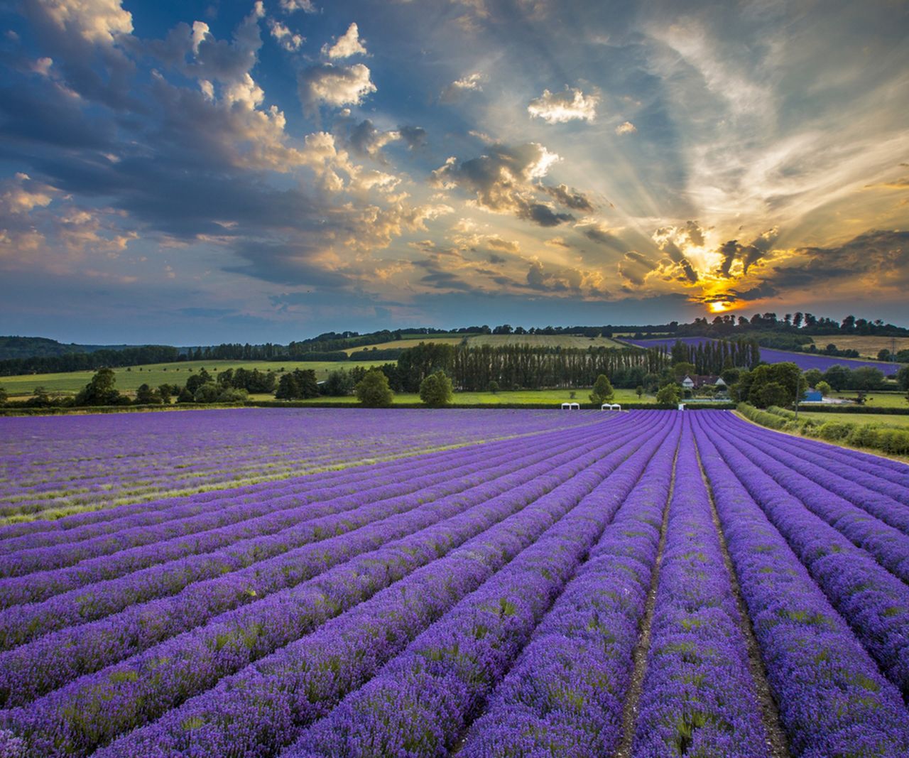 Is lavender drought tolerant? Experts offer their advice Homes & Gardens