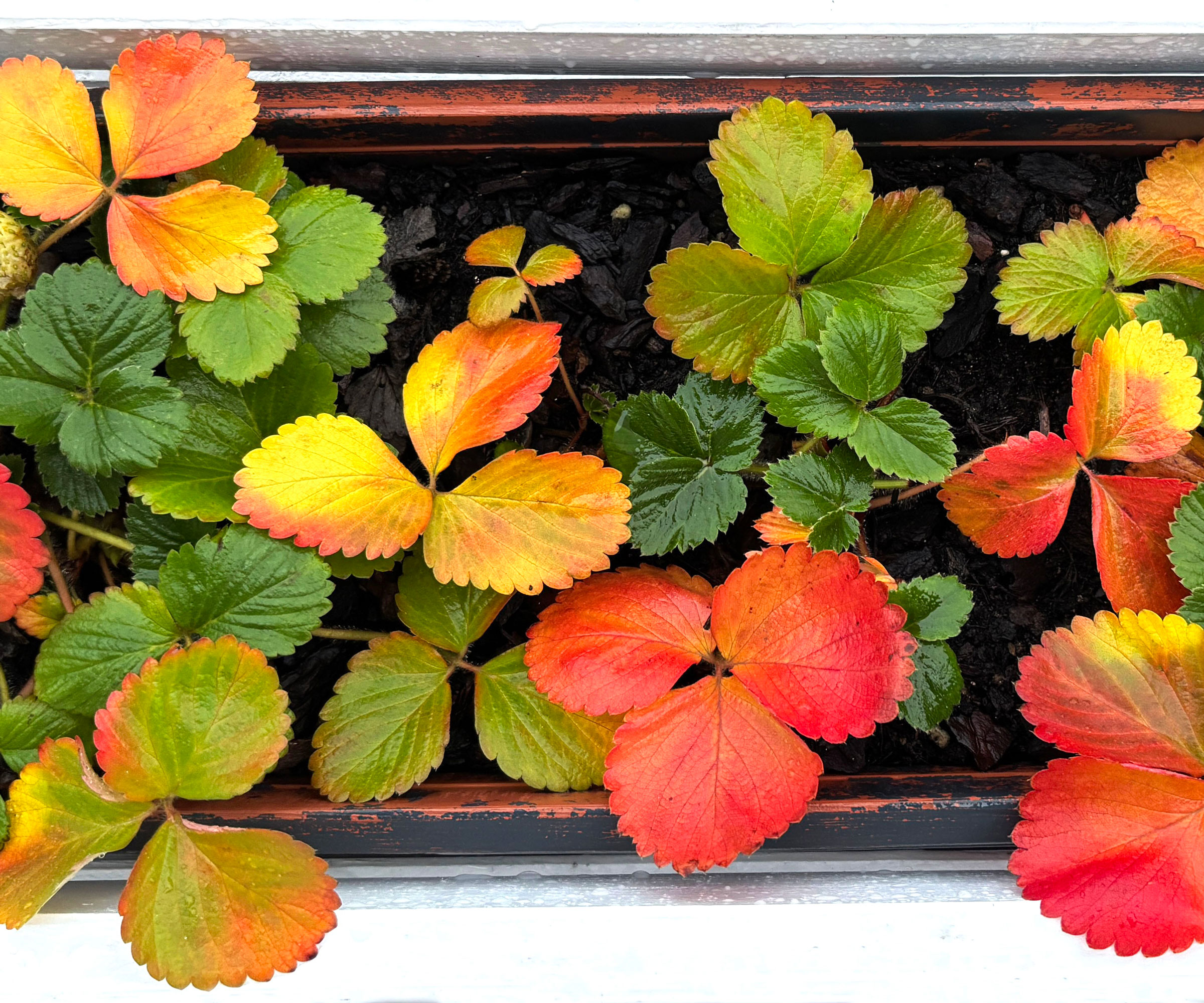 strawberry plants in a container in fall with red and yellow and green leaves