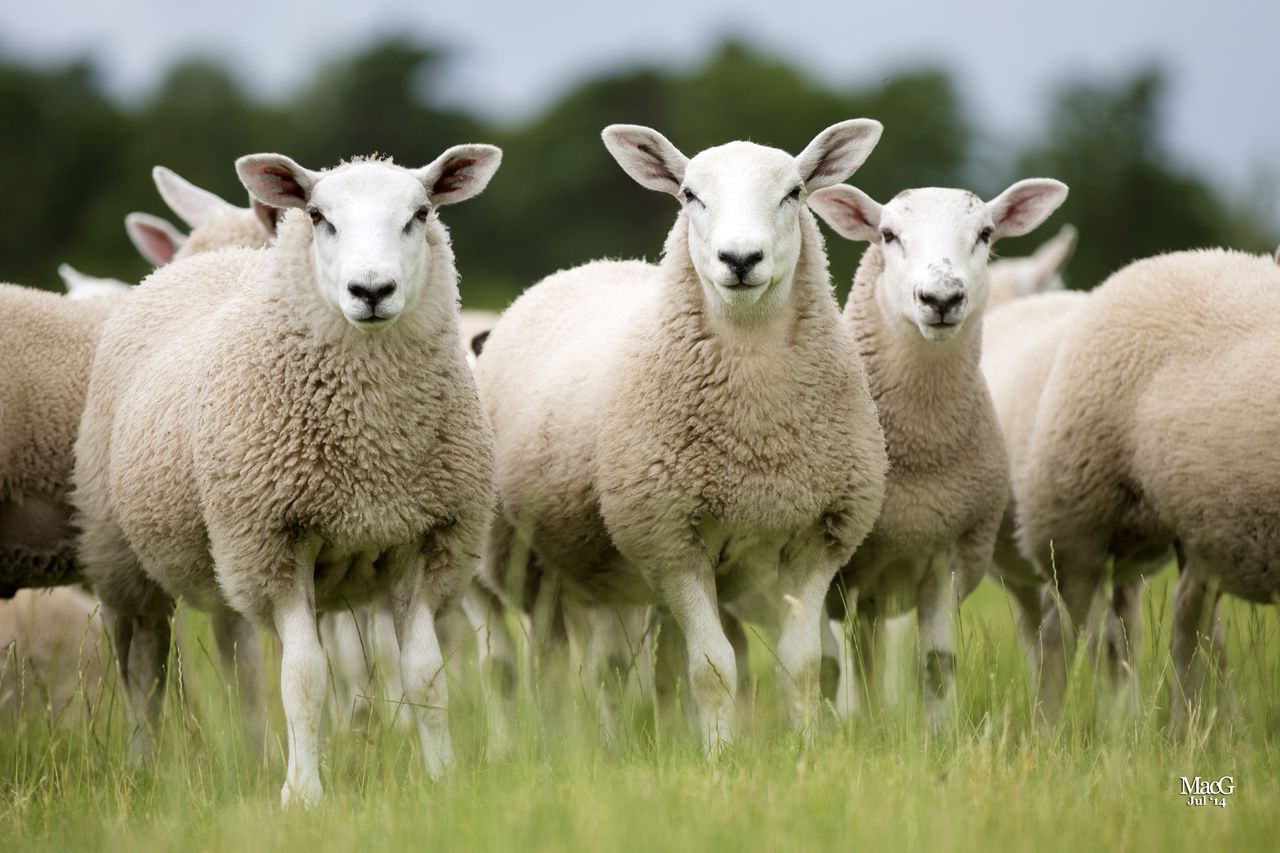 Sheep in a field