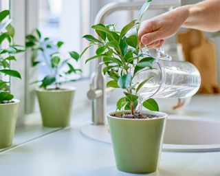 Hand with water can watering indoor plants on kitchen counter