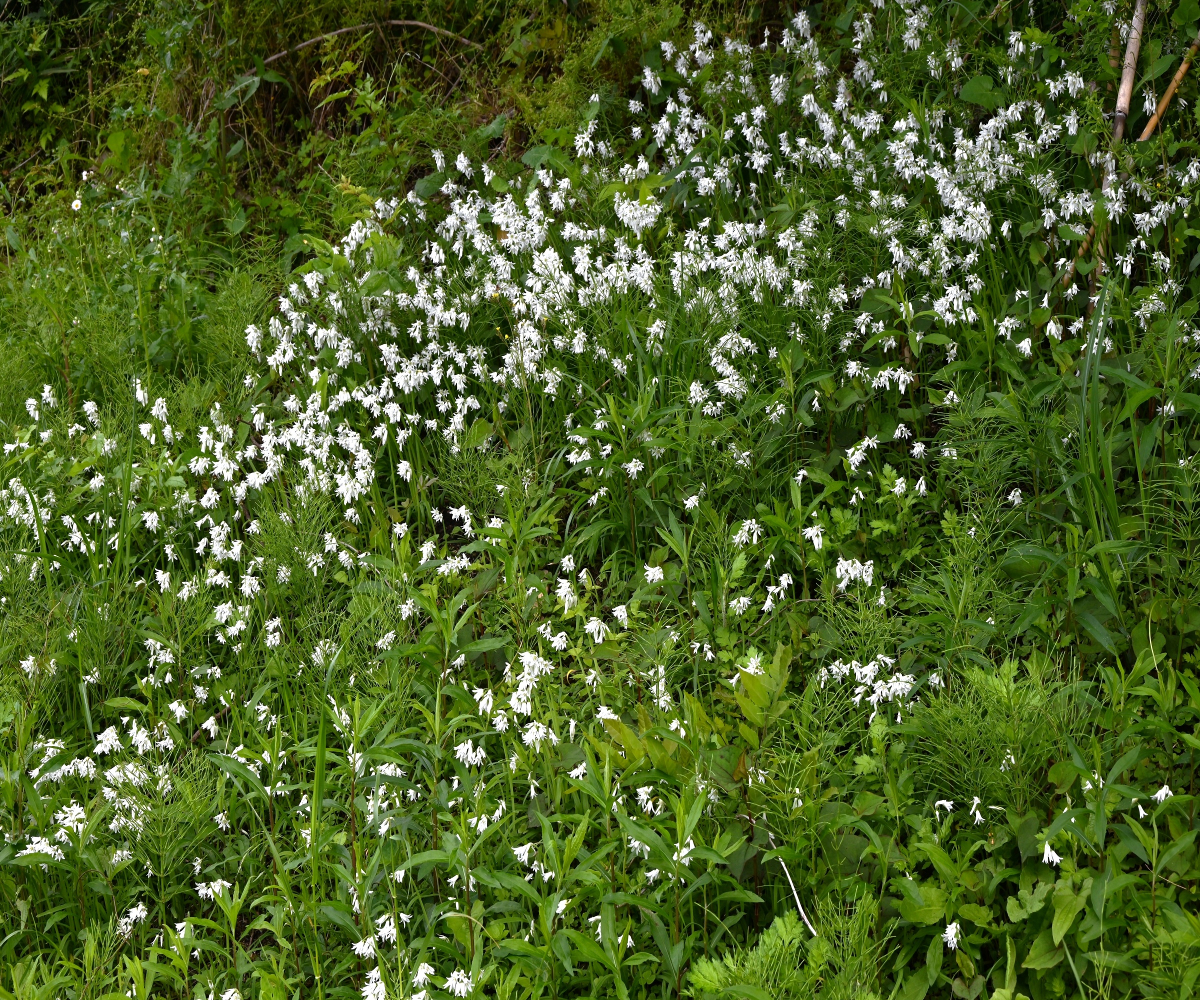 Three-cornered leek spreading in a woodland setting