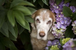 animal category dogs from CEWE Photo Award 2023