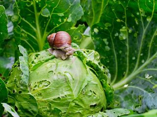 A snail on a head of cabbage full of holes