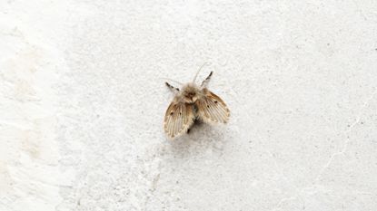A close-up shot of drain fly (Psychodidae) on textured white background