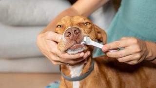 Dog having its teeth brushed