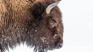 Bison in snow at Yellowstone National Park, USA