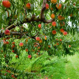 The Sill Elberta Peach Tree