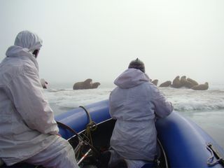 scientists prepare to radio-tag walruses in the Chukchi sea