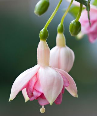 Close up of pale pink hanging flowers of Fuchsia Kit Oxtoby