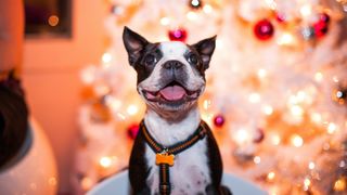 Small dog smiling in front of a white lit-up Christmas tree