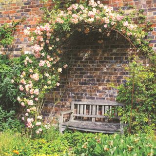 rose arch with climbing roses above a bench