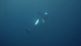 An orca's final moments may have been captured on film for the first time, after repeated attempts by two young orcas to keep the old, dying male at the surface so he could breathe.