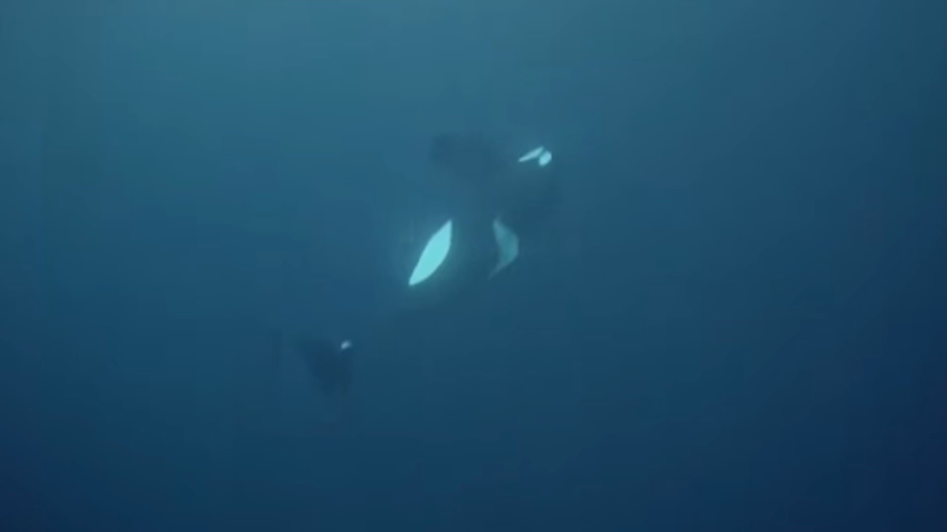 An orca sinks into the water depths in Norway.