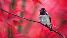 Male Anna's Hummingbird (Calypte anna) perched on branch with fall colors in background