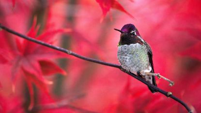 Male Anna's Hummingbird (Calypte anna) perched on branch with fall colors in background