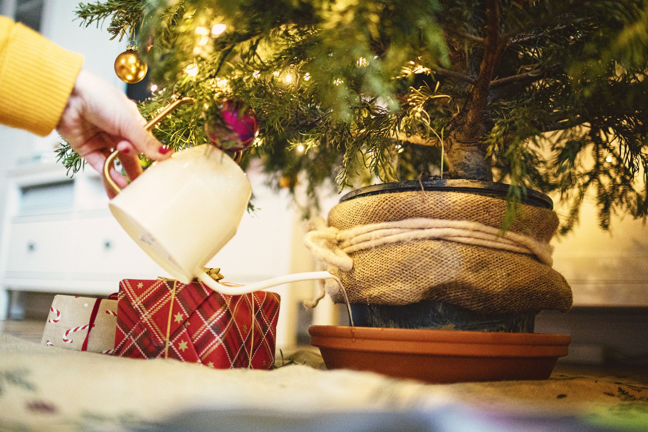 How to Keep Your Christmas Tree Alive Longer | Kiplinger