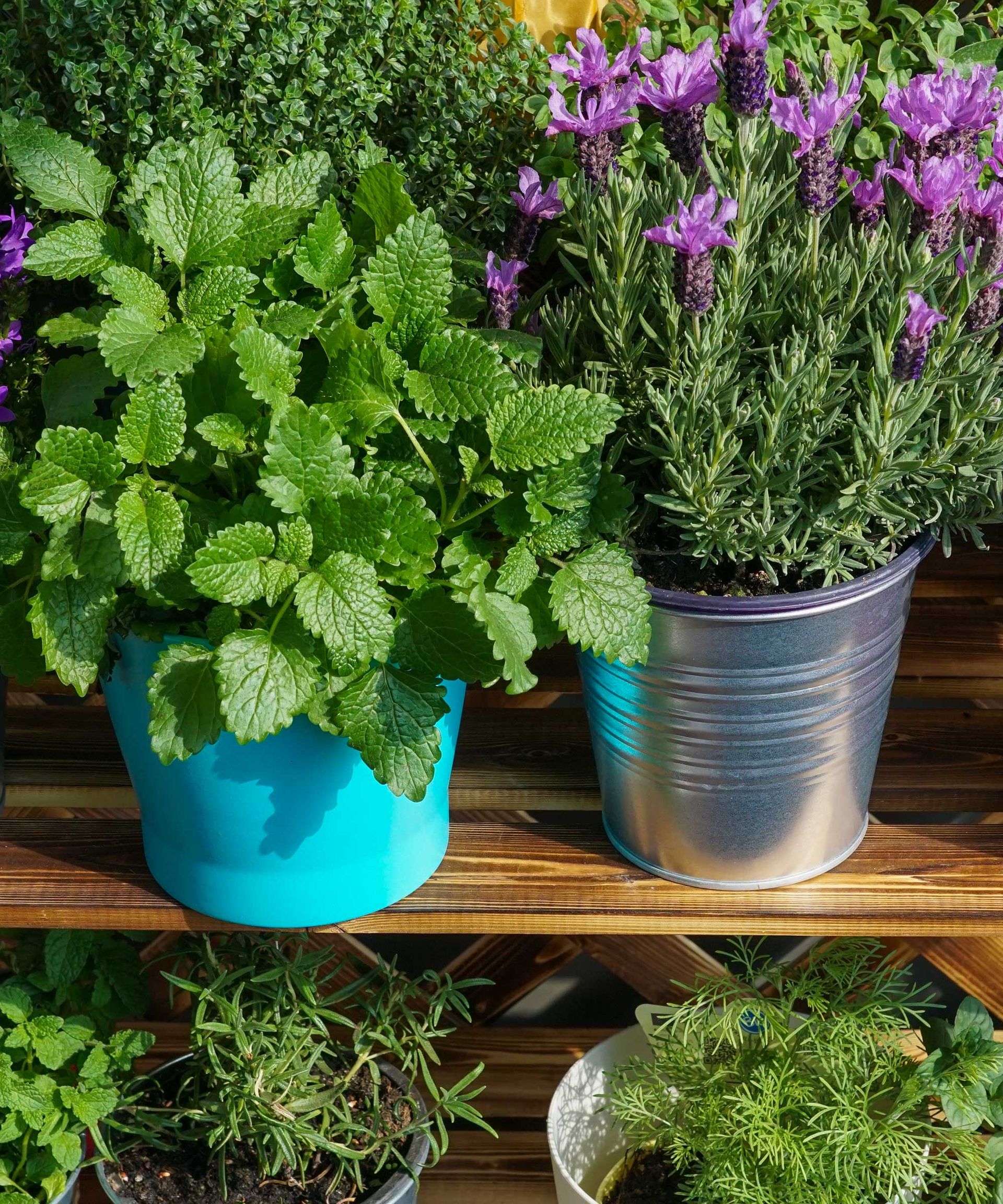 How to get rid of rats from your yard 5 top tips Gardeningetc