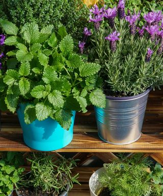 pots of lavender and mint