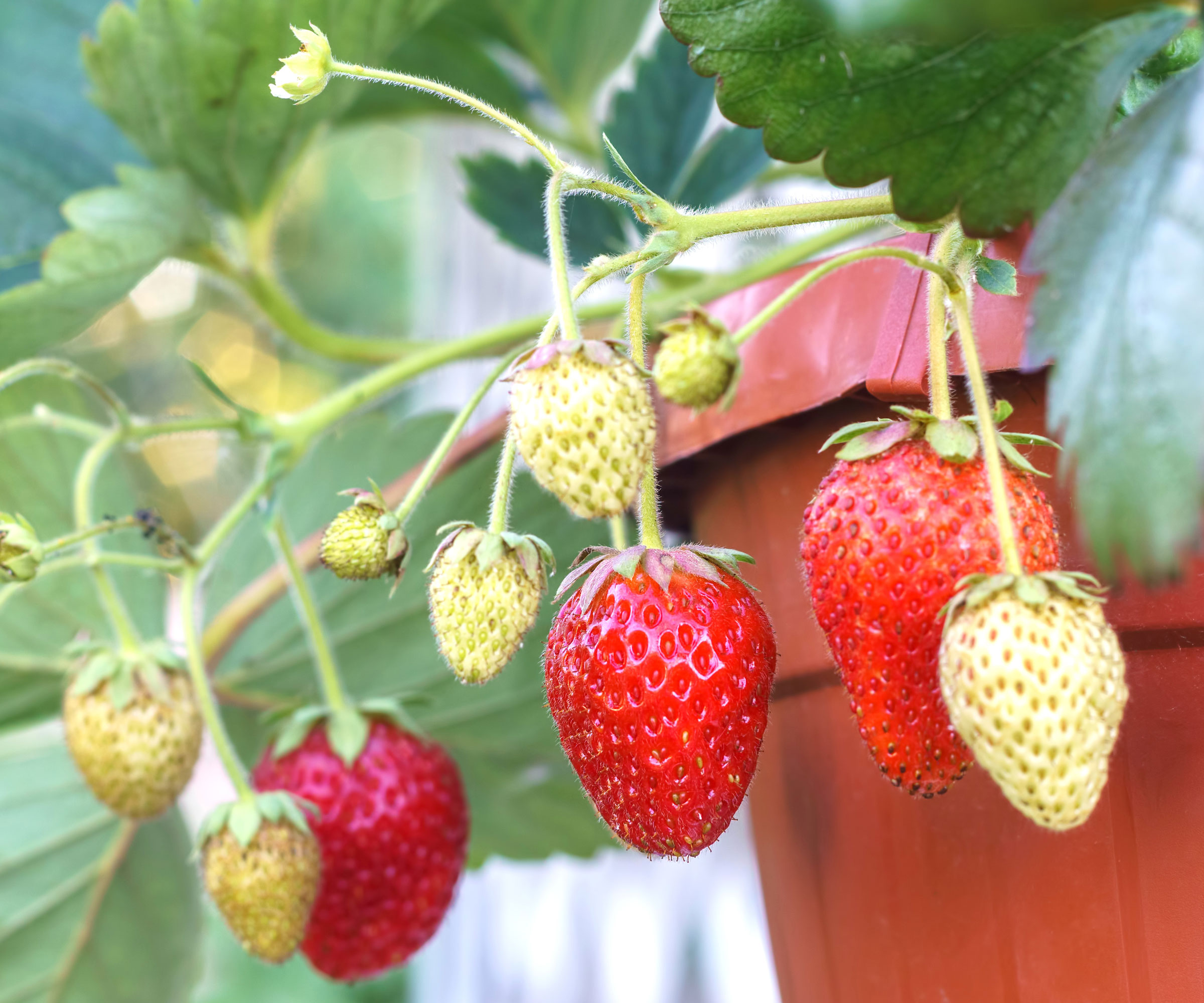 strawberry plants with fruit