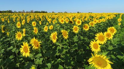 A field of sunflowers 