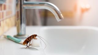 A cockroach sitting on a toothbrush next to a faucet