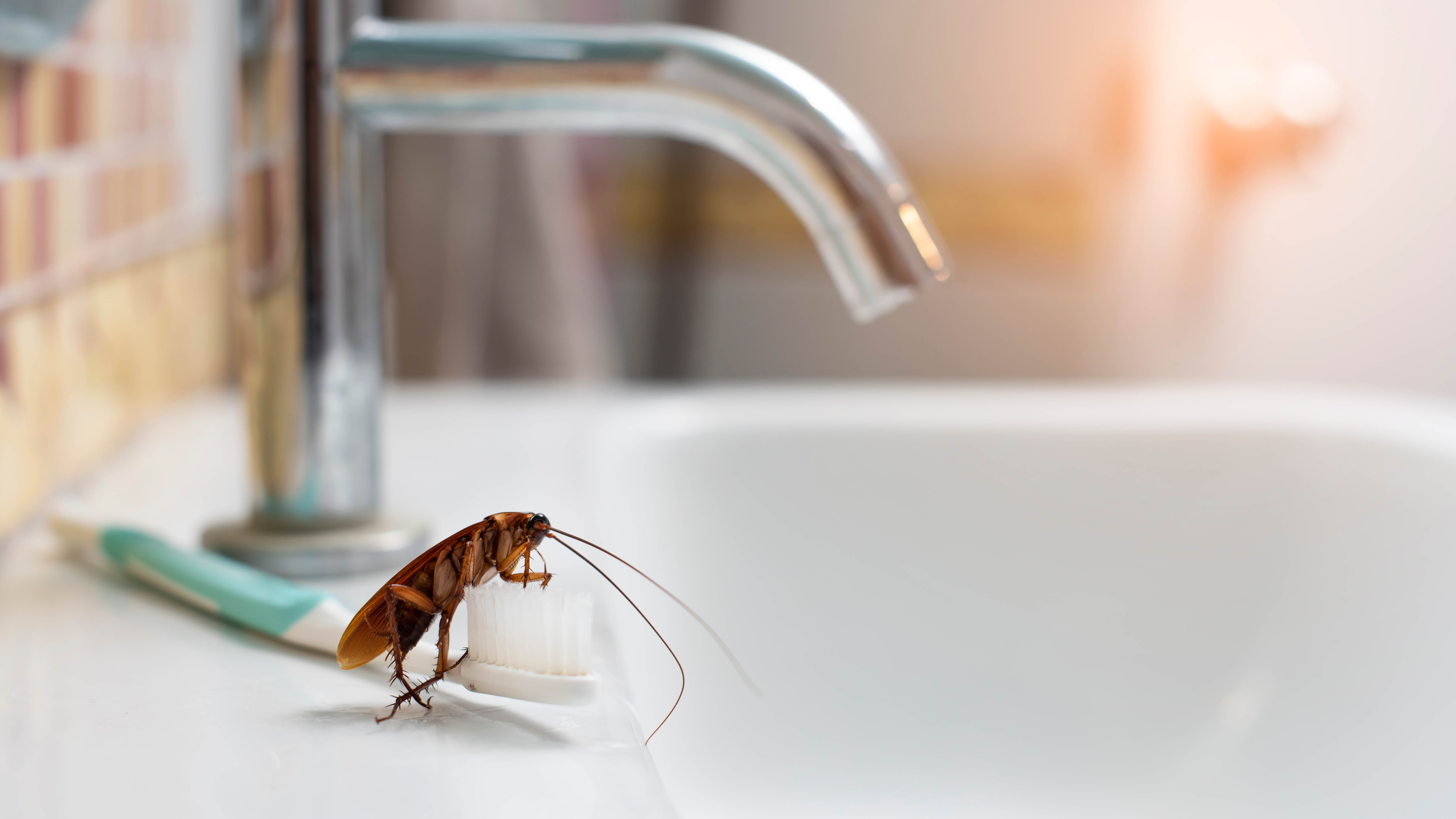 7 Things That Attract Roaches To Your Home — And How To Fix It