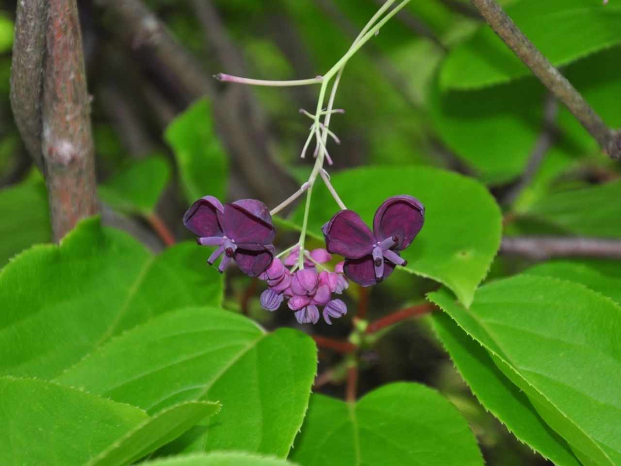 Chocolate Vines