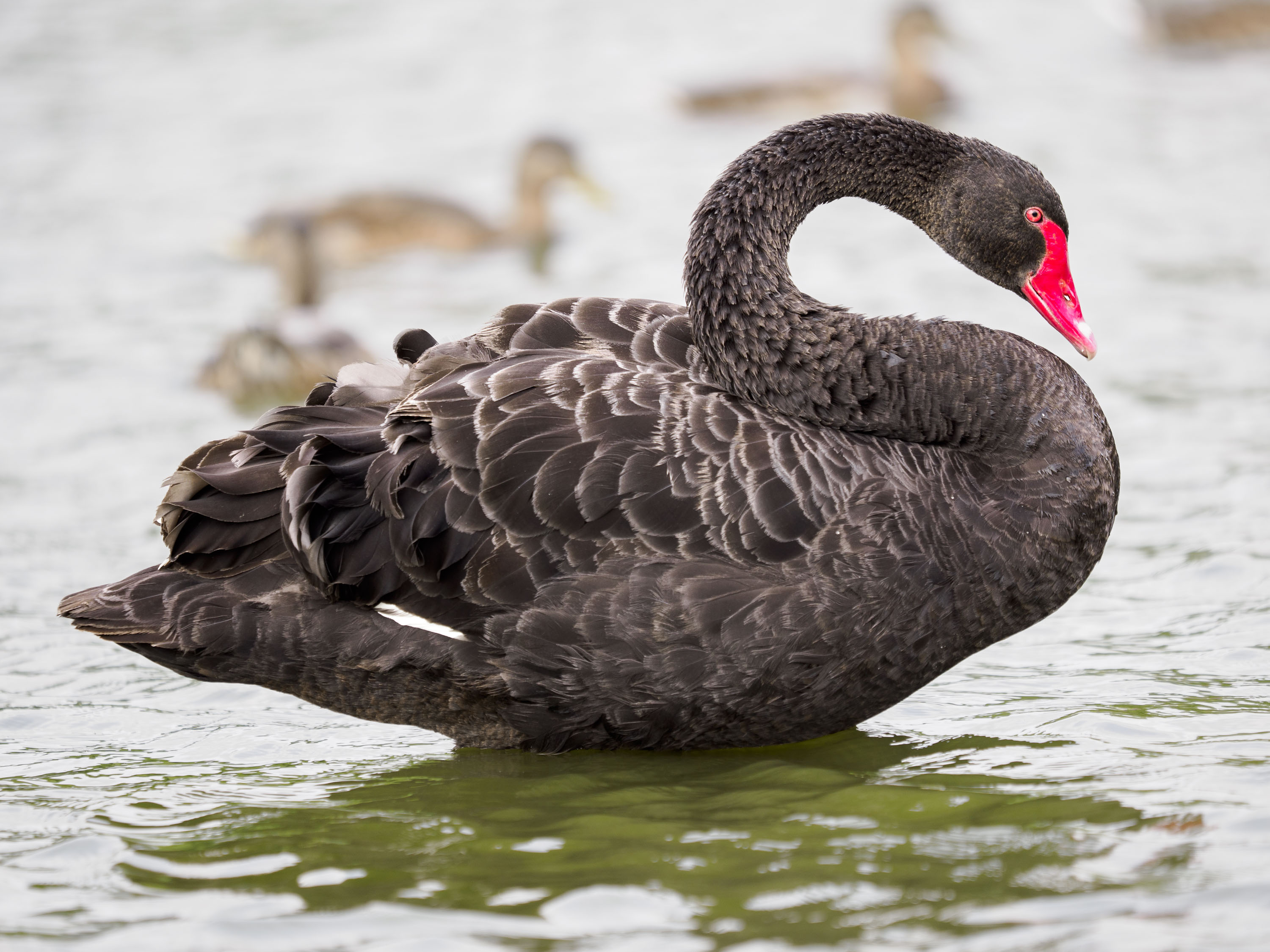OM System 50-200mm F2.8 sample gallery: black swan in a pond