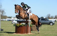 HorseNo805_Belton15pn_7285.jpg