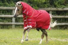Pony-Buster-Titan-200g-Red.jpg
