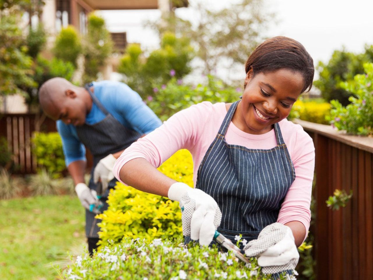 Two People Trimming Hedges