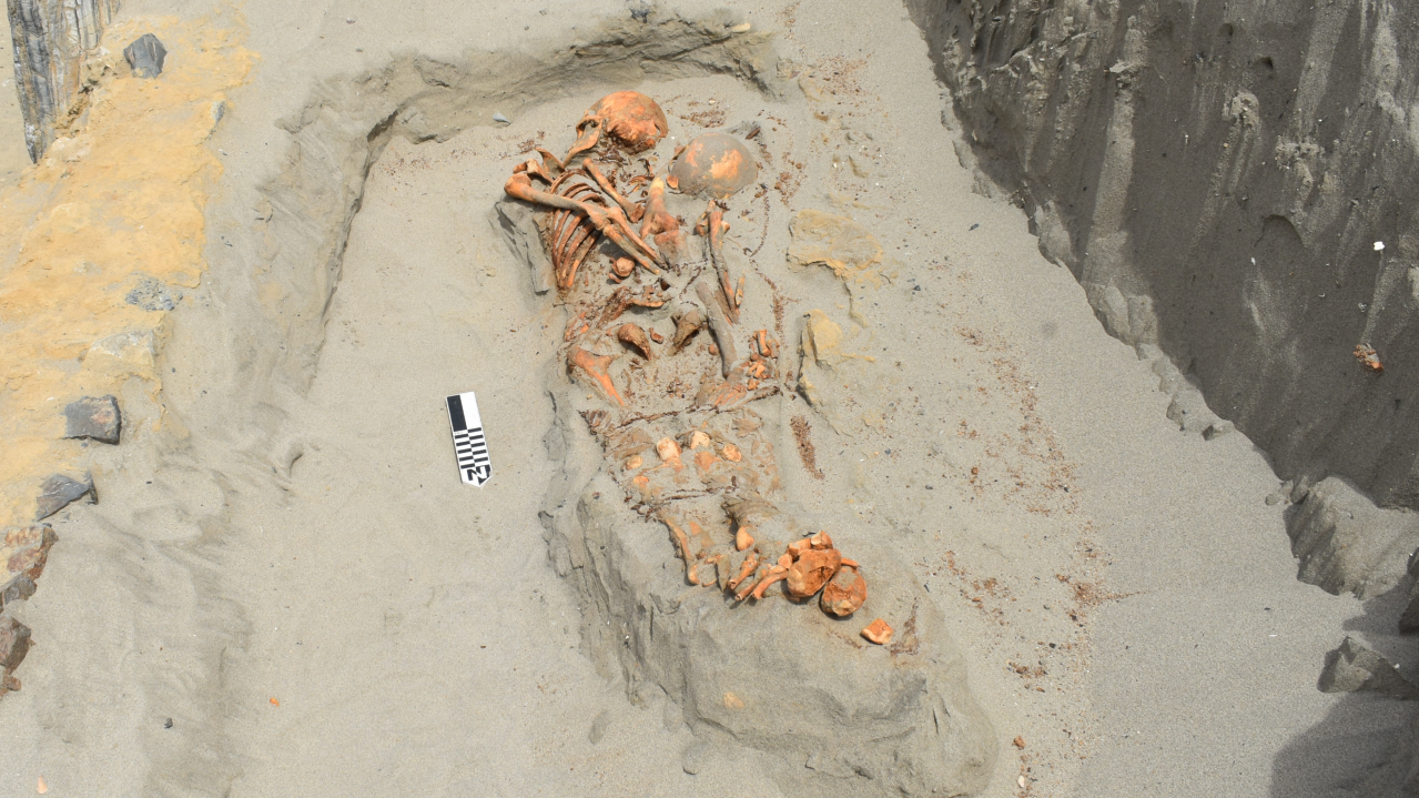a human skeleton partially excavated from light sandy soil