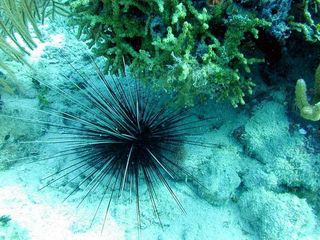 long-spined-sea-urchin-111103-02