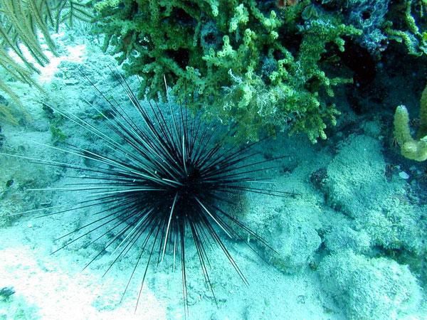 long-spined-sea-urchin-111103-02