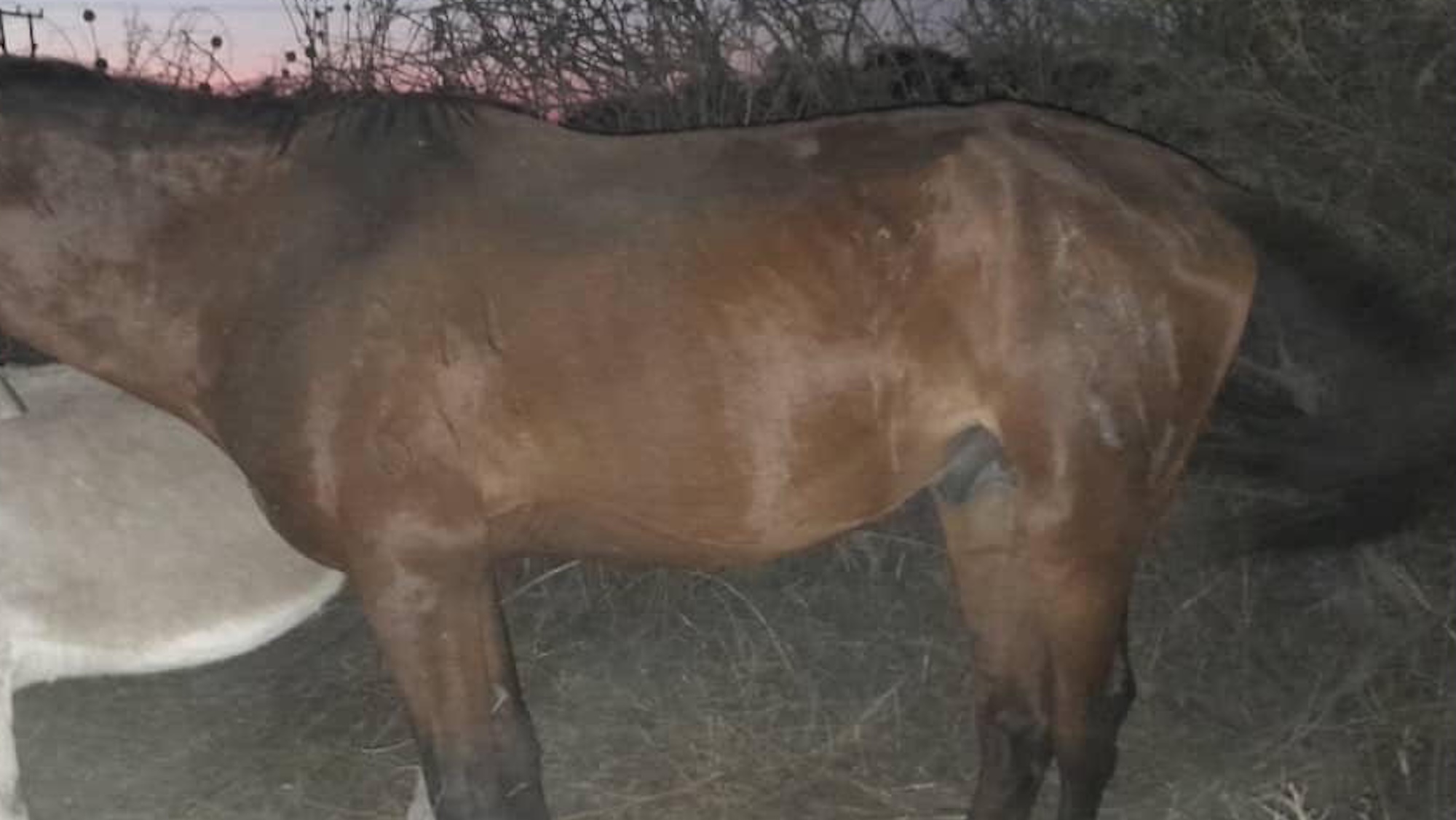 A bay horse with a healed wound