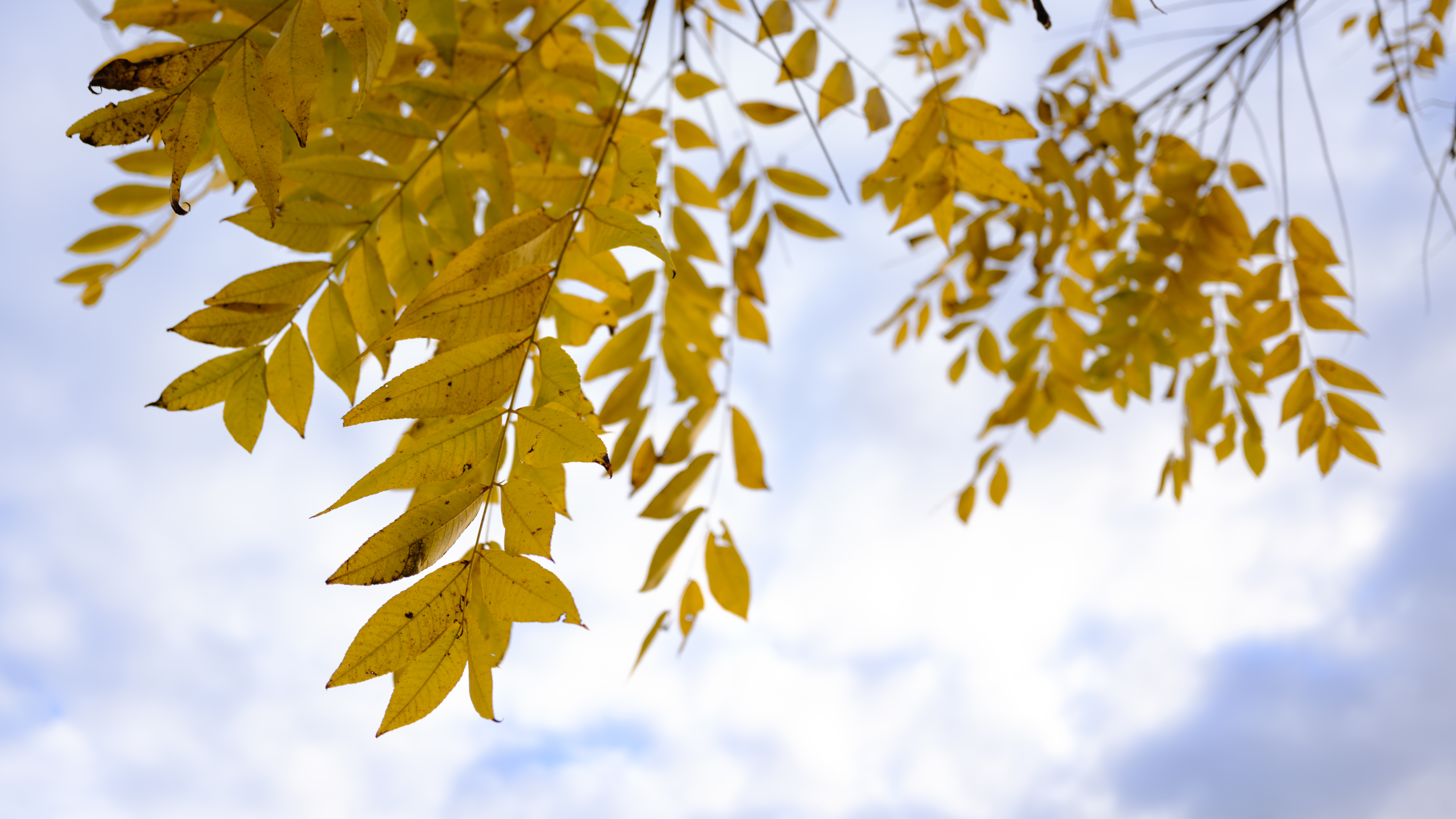 A photograph of fall colors taken with the Fujifilm GFX100RF
