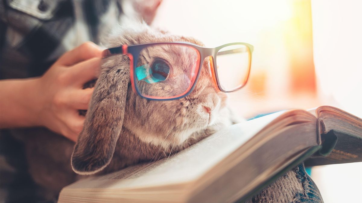 Rabbit wearing classes and reading a book in search of interesting rabbit facts