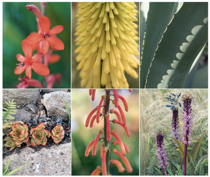 Above, from left: Watsonia; Kniphofia ‘Bees’ Lemon’; Agave americana. Below, from left: Echeveria agavoides ‘Red Edge’; Kniphofia thomsonii var. thomsonii; Eucomis comosa ‘Sparkling Burgundy’. Tremenheere Scuplture Garden, Cornwall. ©Mimi Connolly