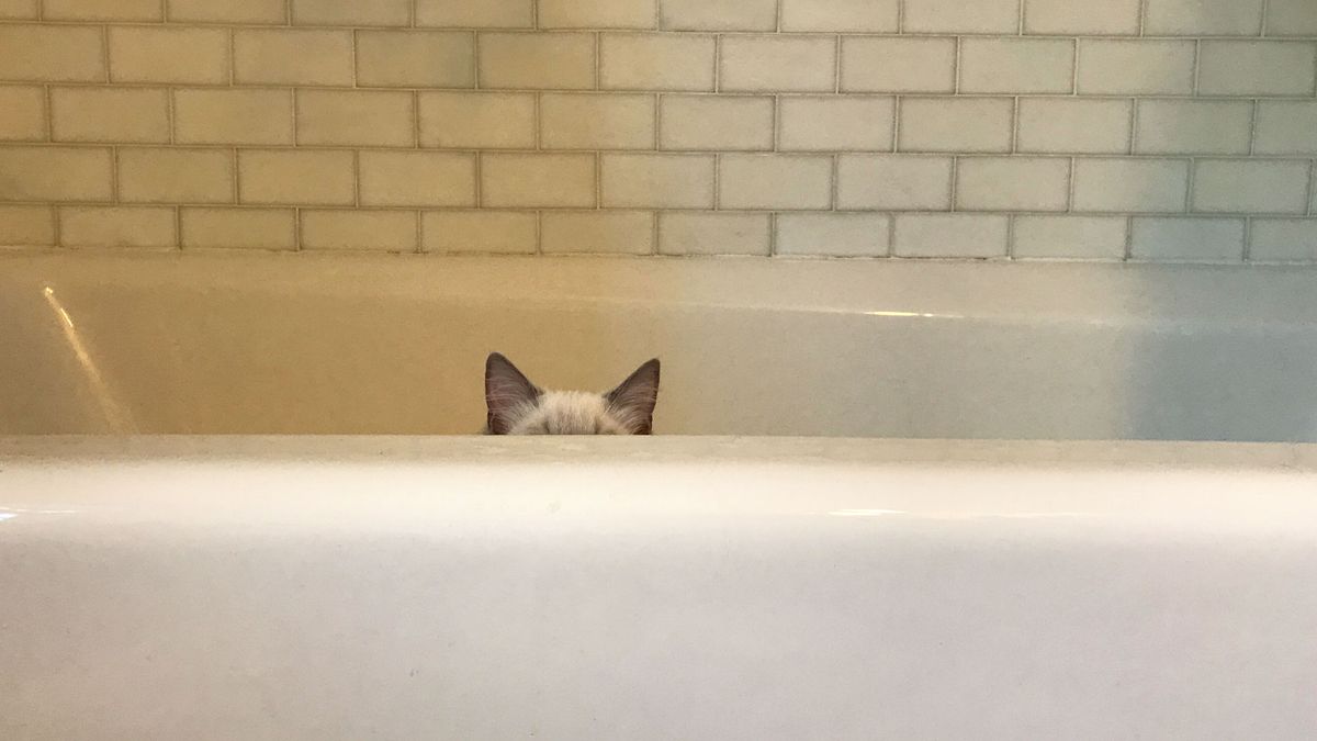 Cat hiding in a bath