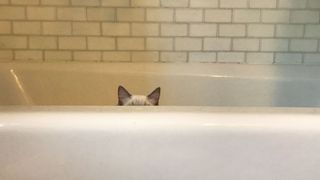 Cat hiding in a bath
