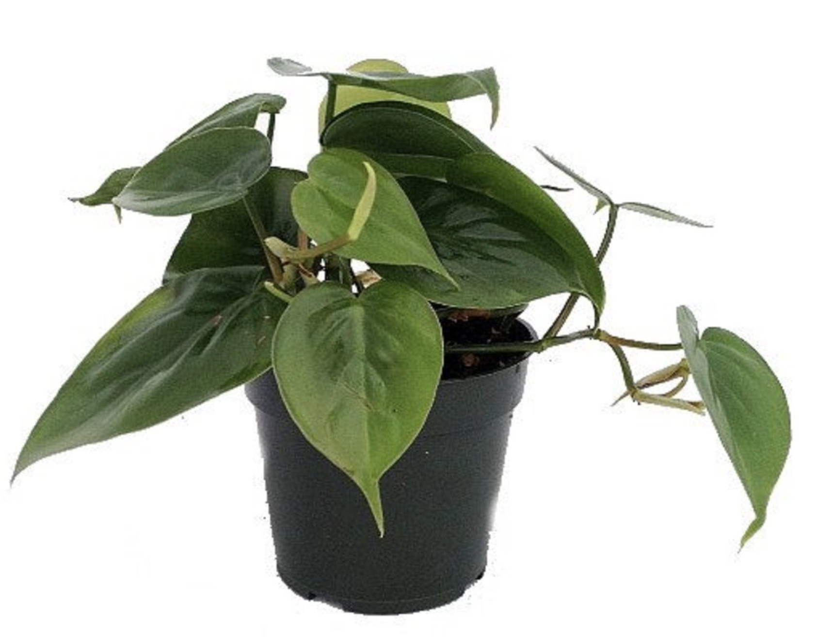 philodendron heartleaf