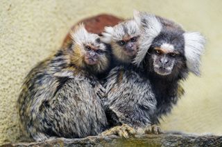 a marmoset family snuggled together