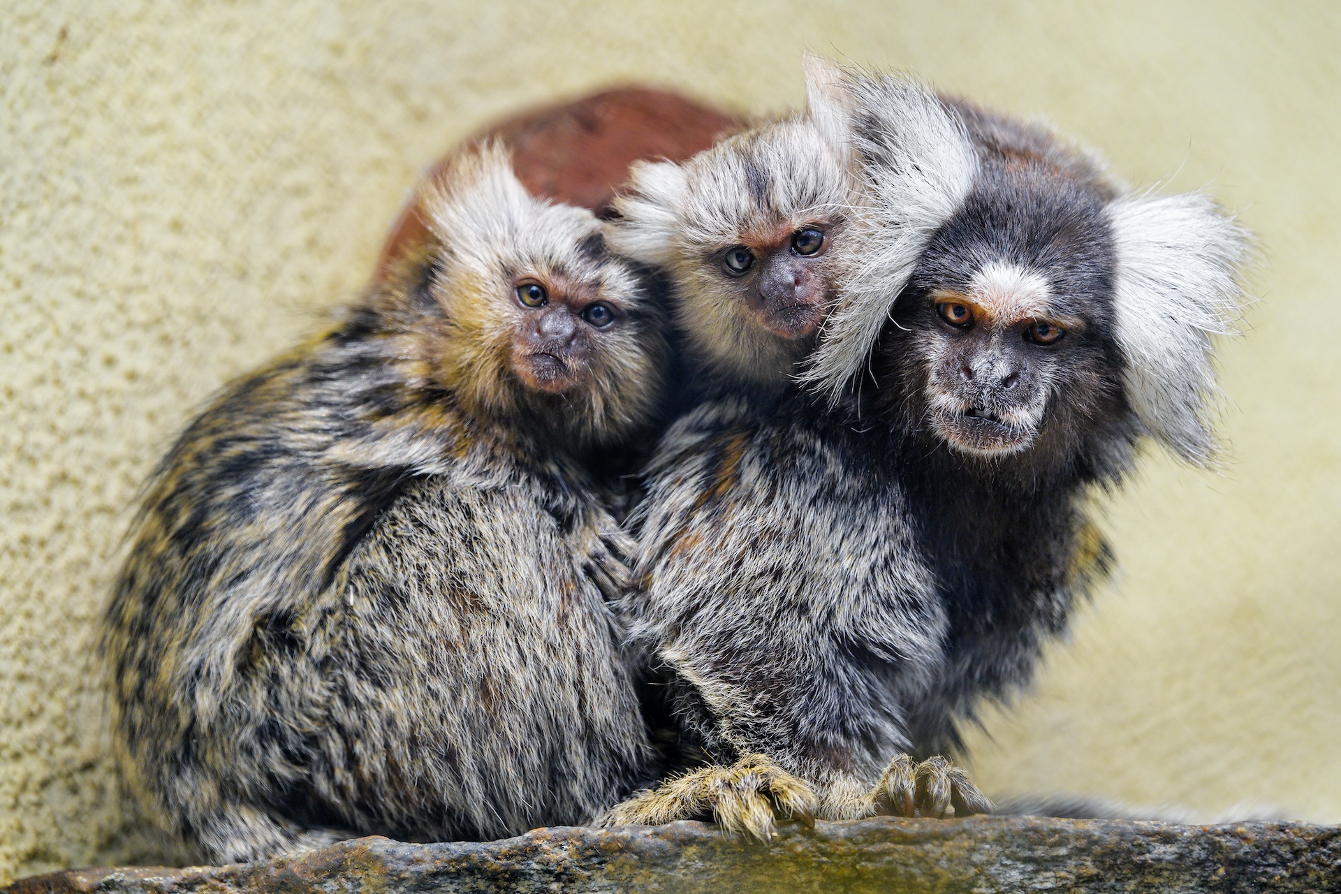 o familie de marmoset s-a ghemuit împreună