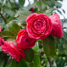 blooming camellias