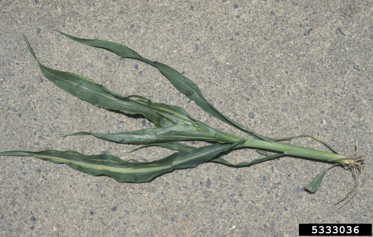 Corn Stalk With Stewart&amp;#39;s Wilt Disease