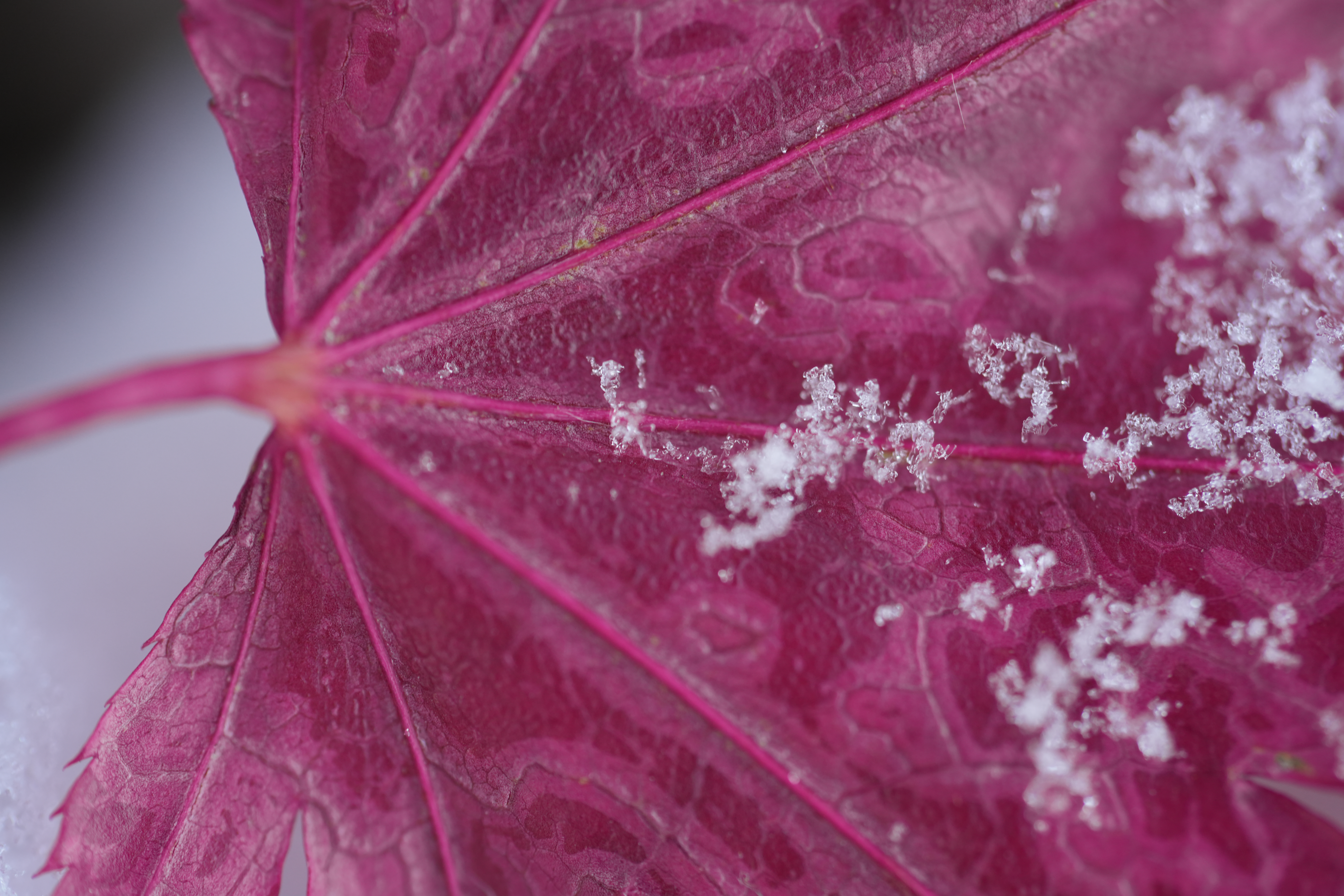A snowy fall photograph taken with the Sony FE 100mm f/2.8 Macro GM OSS