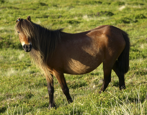 carneddau-pony.jpg